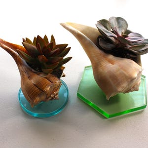 May include: Two seashell planters, each holding a succulent plant. One sits on a round, transparent blue base, the other on a green, geometric base. The shells are tan and the succulents are green and reddish-brown.