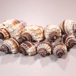 May include: A collection of seashells with spiral patterns and varying sizes. The shells display a range of colors, including cream, brown, and dark brown, creating a natural and textured appearance. These decorative shells are suitable for coastal decor.