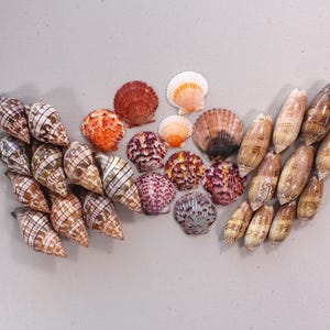 May include: A collection of various seashells, including cone-shaped, fan-shaped, and oval shells. The shells display a range of colors, such as brown, orange, white, and purple. Some shells have striped patterns.
