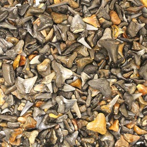 May include: A close-up view of a pile of fossilized shark teeth. The teeth vary in size, shape, and color, with shades of gray, brown, and tan. Some teeth have sharp, triangular points, while others are more rounded.