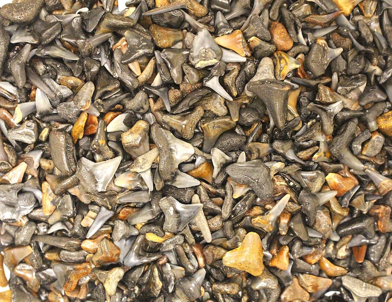 May include: A close-up view of a pile of fossilized shark teeth. The teeth vary in size, shape, and color, with shades of gray, brown, and tan. Some teeth have sharp, triangular points, while others are more rounded.