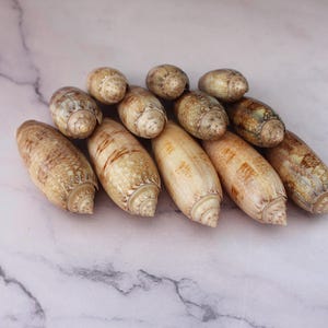 May include: A collection of seashells in various sizes and shapes, arranged on a marble surface. The shells display a range of colors, including beige, brown, and cream, with intricate patterns and textures. The composition highlights the natural beauty of the seashells.
