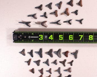 May include: A collection of fossilized shark teeth in various shades of brown, gray, and black, arranged on a white surface. A black and green measuring tape is placed near the teeth, showing measurements in inches.