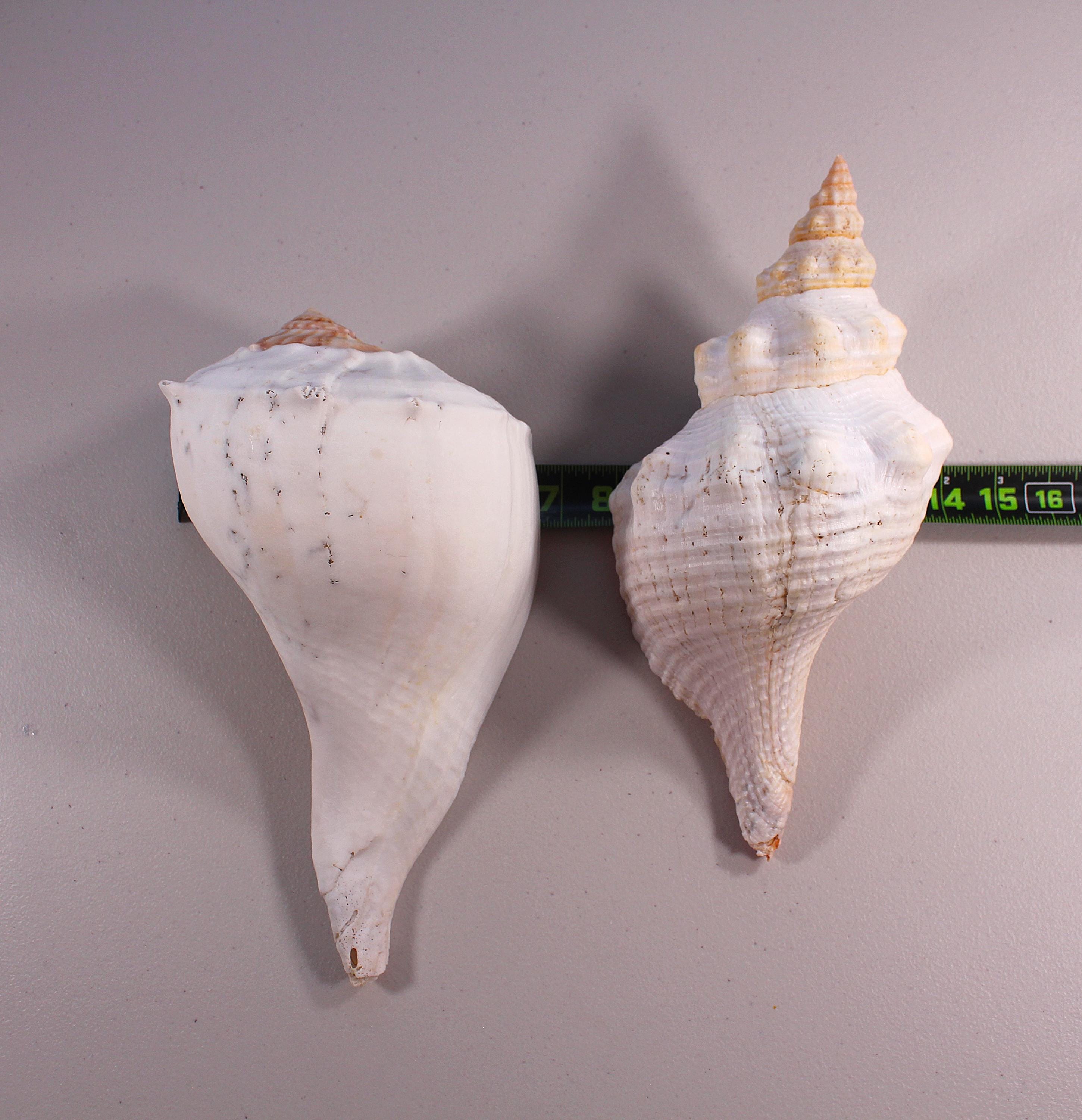 Florida Lightning Whelk and Horse Conch Shells – 12.5