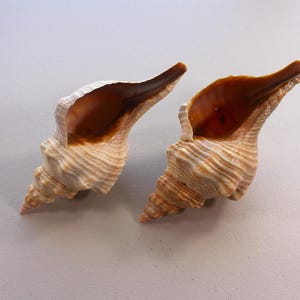 Florida Horse Conch Shells – Pair of 9" Large Seashells, Collector Display