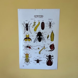 Vintage Smallwood Tierkarte 12 - Insekt / Gliederfüßer / Diptera / Fliege und Mücke