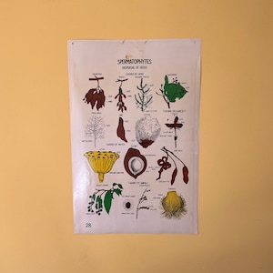 Carta Botânica Vintage Smallwood 28 - Espermatófitas - Dispersão de Sementes
