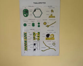 Vintage Smallwood botanische kaart 1 - Thallophytes - Algen - Vaucheria / Pleurococcus / Spirogyra
