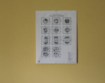 Vintage Plant Cell Mitosis classroom chart from Turtox, General Biological Supply House