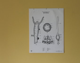 Vintage Hydra classroom chart from Turtox, General Biological Supply House