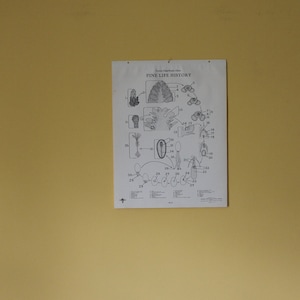 Vintage Pine Life History Klassenzimmer Chart von Turtox, General Biologisches Supply House