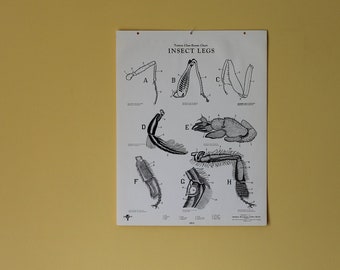 Vintage Insect Legs classroom chart from Turtox, General Biological Supply House