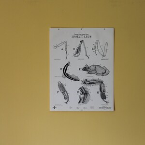 Gráfico de aula Vintage Insect Legs de Turtox, General Biological Supply House