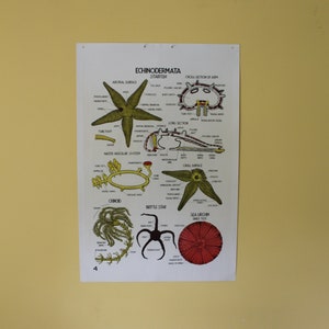 Vintage Smallwood Zoological Chart 4 - Echinoderm / Starfish
