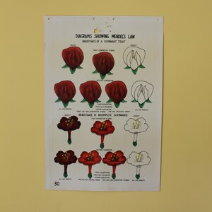 Vintage Smallwood Botanical Chart 30 - Mendels Gesetz der Vererbung