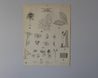 Vintage Rubber Tree classroom chart from Turtox