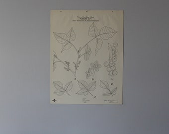 Vintage Poison Ivy wall chart from Turtox