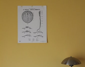 Vintage 24 Hour Chick Embryo development classroom chart from Turtox