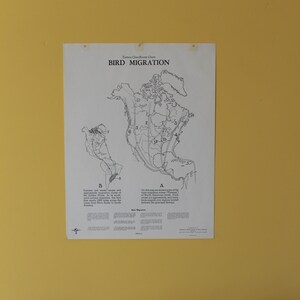 Vintage nordamerikanische Vogelzugrouten-Wandkarte von Turtox