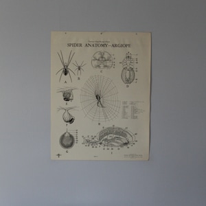 Vintage Argiope spider anatomy classroom chart from Turtox