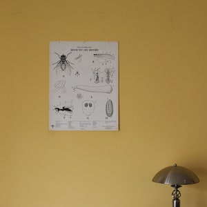 Vintage House Fly Life History wandkaart van Turtox