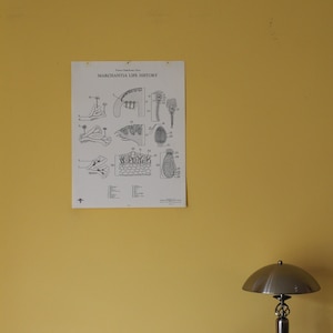 Cuadro de historia de vida de Marchantia (hepática) vintage para el aula de Turtox