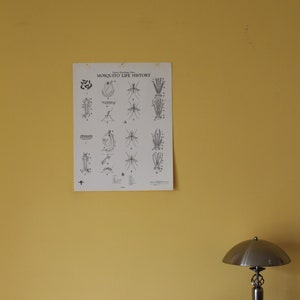 Vintage Mosquito Life History wandkaart van Turtox