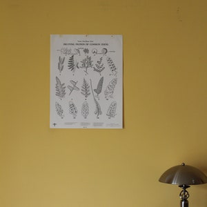 Vintage Fruiting Fronds of Common Ferns wall chart from Turtox