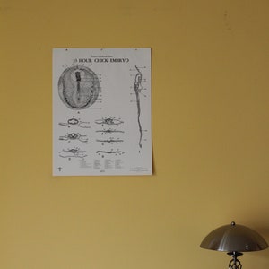 Vintage 33 Hour Chick Embryo development classroom chart van Turtox