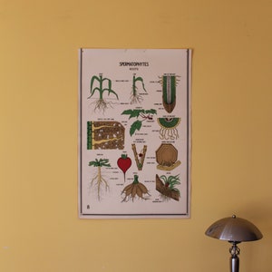 Vintage Smallwood Botanical Chart 8 - Samenzellen - Wurzeln