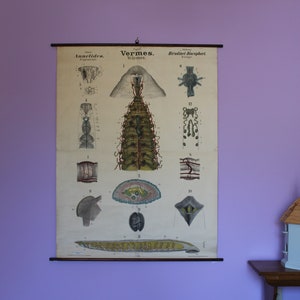 Leuckart Zoology Chart – Series I, Chart 24 - Leech