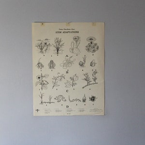 Vintage Stem Adaptations Klassenzimmer Chart von Turtox