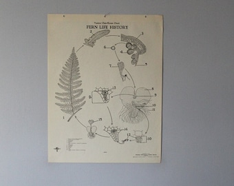 Vintage Fern Life History wall chart from Turtox