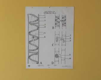 Vintage Spirogyra classroom chart from Turtox