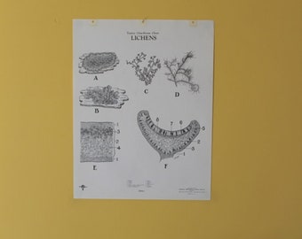 Vintage Lichens wall chart from Turtox