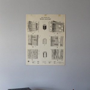Gráfico mural vintage de anatomía de madera de Turtox