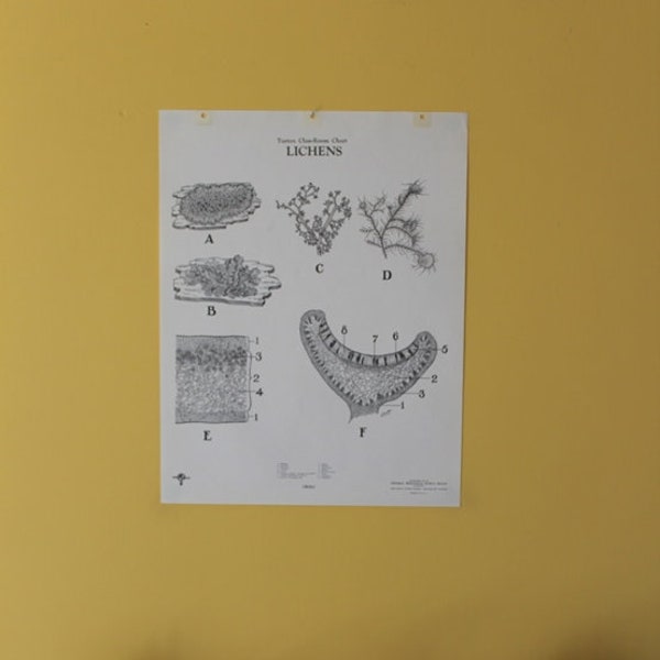 Vintage Lichens wall chart from Turtox