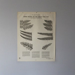 Vintage Fossil Ferns of the Great Coal Age classroom chart from Turtox
