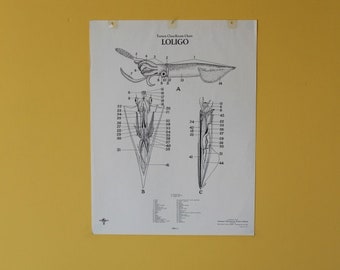 Vintage Loligo squid classroom chart from Turtox
