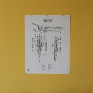 May include: A black and white anatomical chart of a squid, labeled "LOLIGO", with detailed illustrations of the squid's internal and external anatomy.