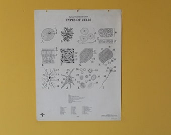 Vintage Cell Types classroom chart from Turtox