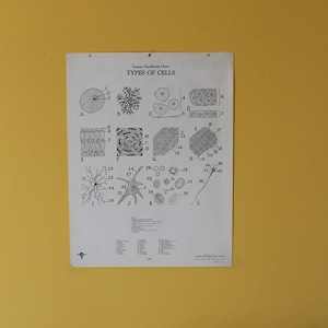 Vintage Cell Types classroom chart from Turtox