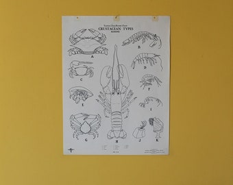 Vintage Marine Crustacean classroom chart from Turtox