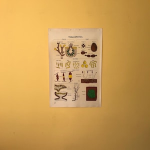 Vintage Smallwood Botanical Chart 2 - Talófitas - Fucus / Levedura / Bactérias / Molde de pão / Líquen