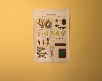 Vintage Smallwood Botanical Chart 2 - Thallophytes - Fucus / Yeast / Bacteria / Bread Mold / Lichen