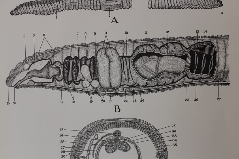 Vintage Earthworm Dissection Classroom Chart From Turtox - Etsy