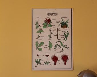 Vintage Smallwood Botanical Chart 15 - Special Uses of Leaves