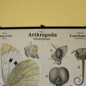 Leuckart Zoology Chart Series I, Chart 21 Arthropoda/Insecta/Lepidoptera Black-veined white butterfly zdjęcie 3