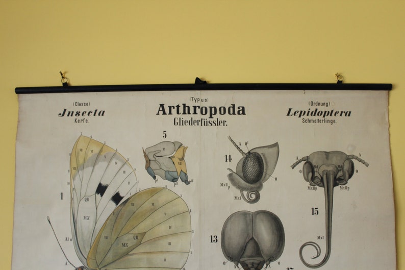 Leuckart Zoology Chart Series I, Chart 21 Arthropoda/Insecta/Lepidoptera Black-veined white butterfly zdjęcie 3