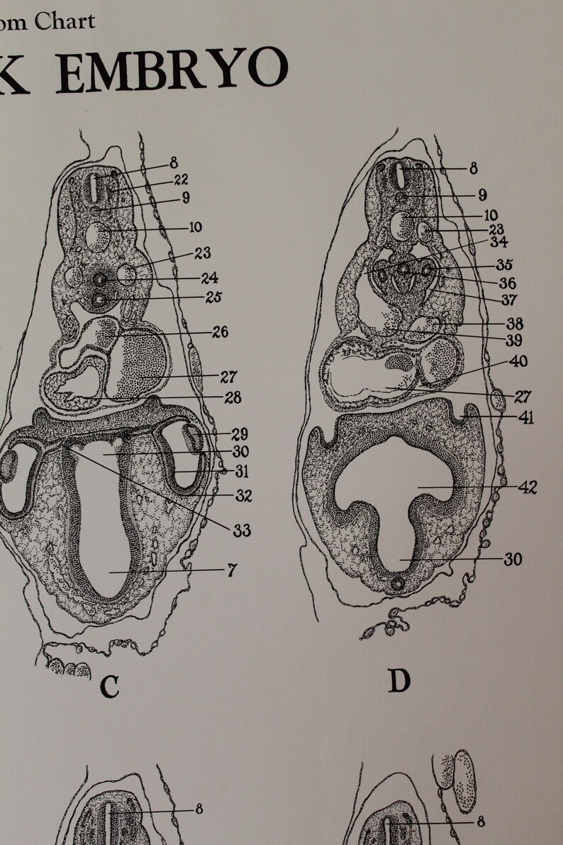 Vintage 96 Hour Chick Embryo Development Wall Chart From Turtox - Etsy